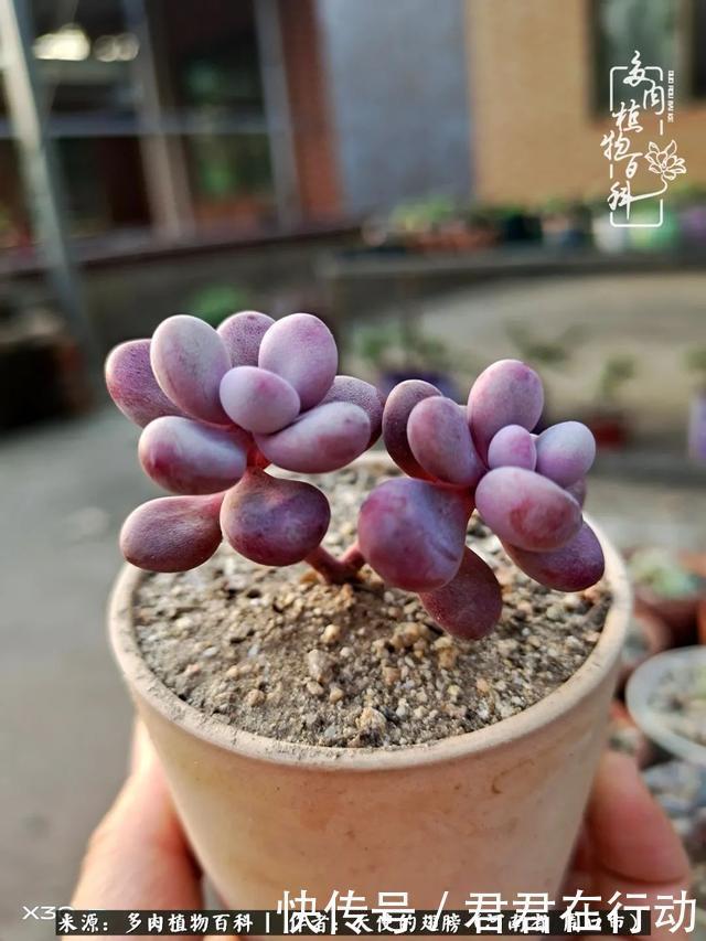 唯有植物,我的人生才不孤独!