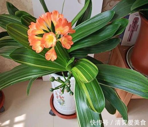 锯末|君子兰难养？花1分钟学会这3样东西的用法，爆盆不愁