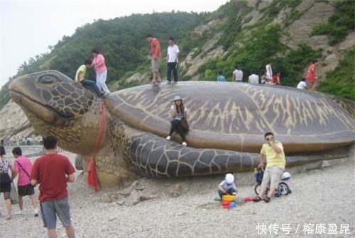 王八|俗语:“千年王八万年龟”,下一句更为经典,道尽人生真谛