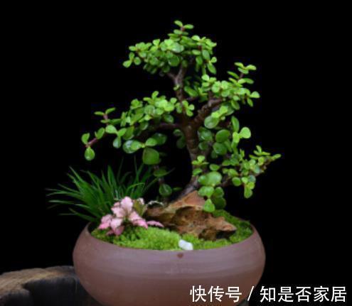 金枝玉叶|适合新手的2种花卉，皮实好养长势旺，养成盆景价值高