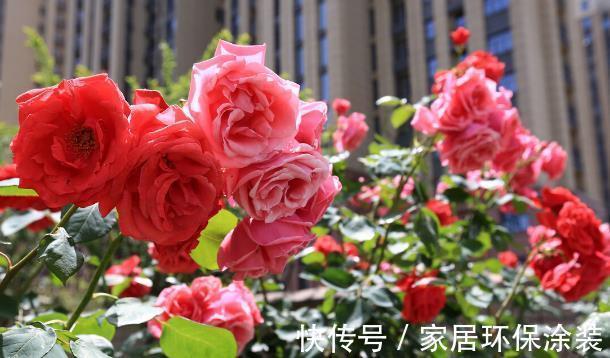 扶桑花|9月家里养上3种花,只要做好养护,就可以四季开花四季香