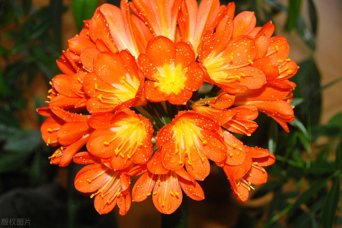 君子兰长得好不好,不在于开不开花,而在于这三个地方