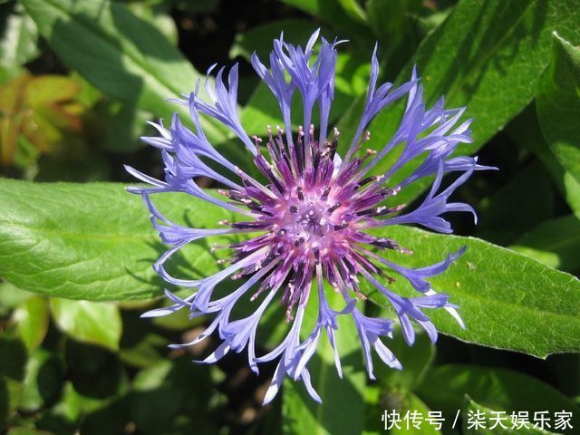 花镜|7种菊花被称为菊花中的西施,开花娇艳,蜂来蝶往,美丽折服行人