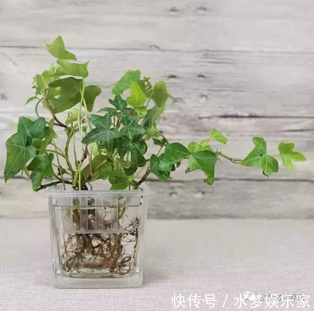 匍匐茎|5种花丢水里就活,每周加点水,简简单单轻松爆盆!