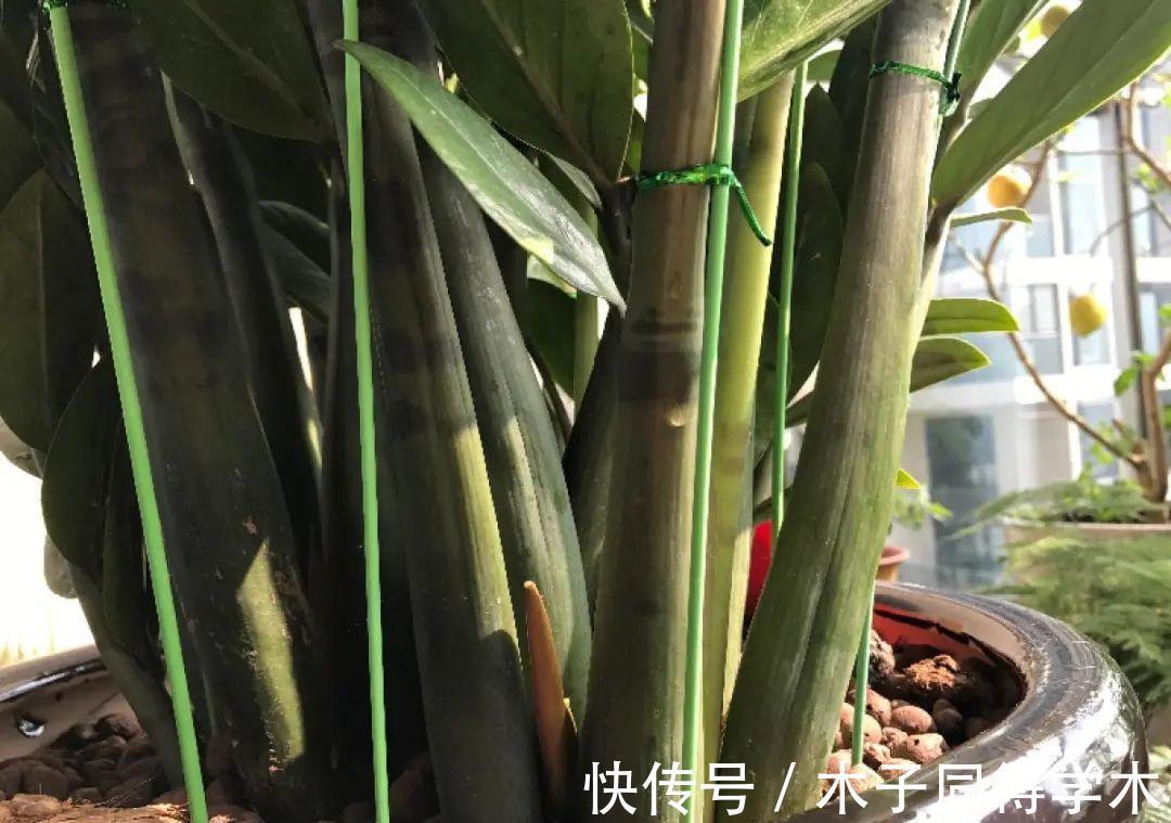 7种花,立秋后换盆,秋冬才能越养越好