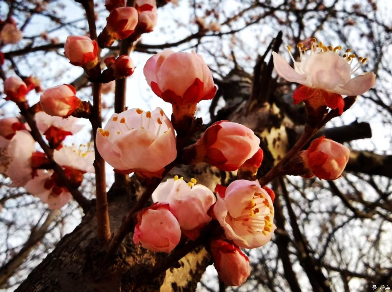 春来赏花忙，徘徊粉花乡。