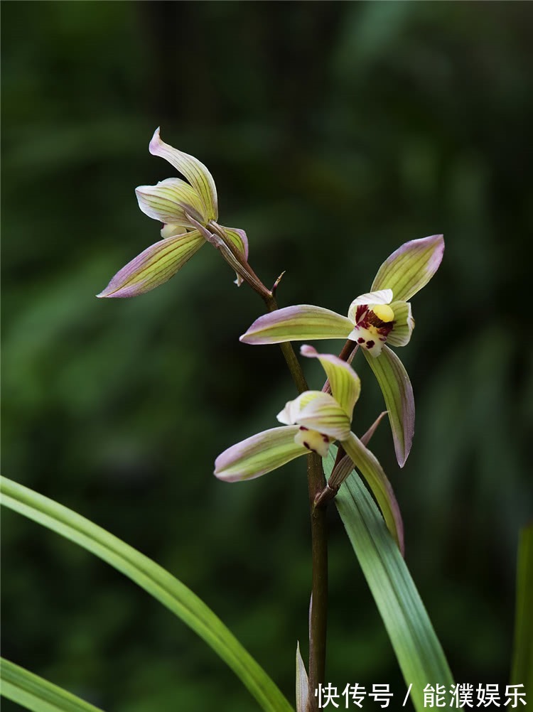 养兰花,牢记1个字,兰花蹭蹭长,枝叶油绿花娇俏!