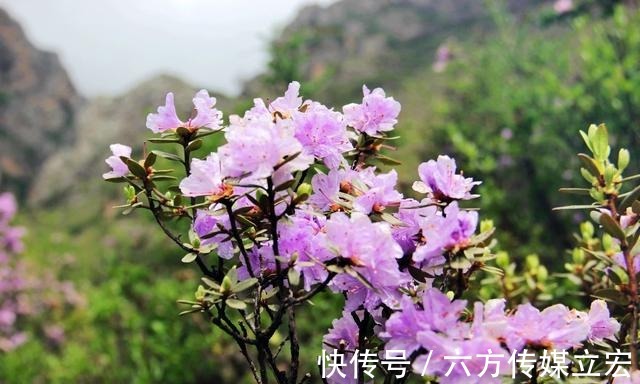 杜鹃花|青海夏季的山坡是这么的美丽，杜鹃花是最好的花