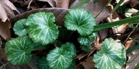 家中人|路边这长相似“耳朵”的草，你认识么？中医说它对治疗冻疮有奇效