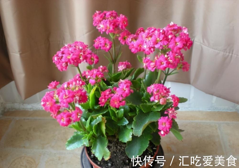 四季海棠|常常被低估的四种花，花期长达小半年，养一盆抵过10盆