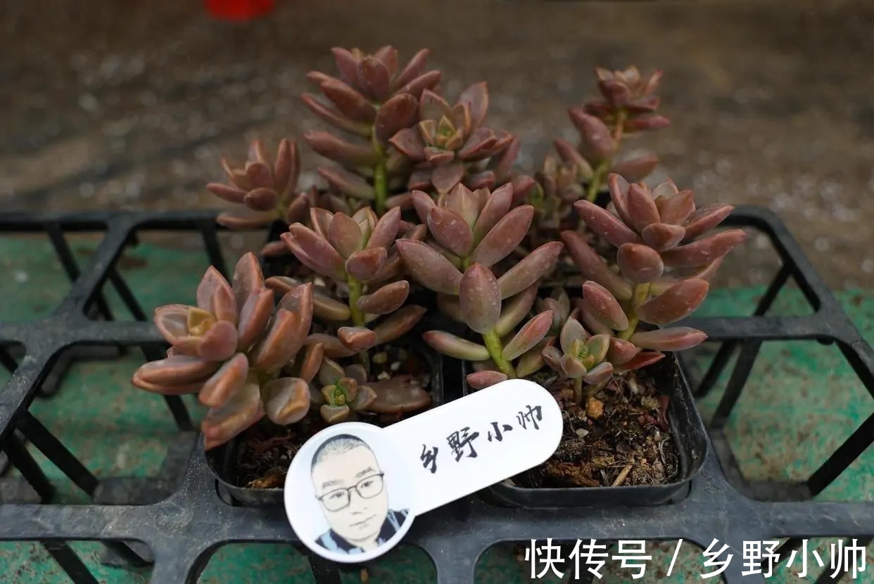 花盆|不管你是萌新还是大神,这两款漂亮的老桩多肉。都值得入手