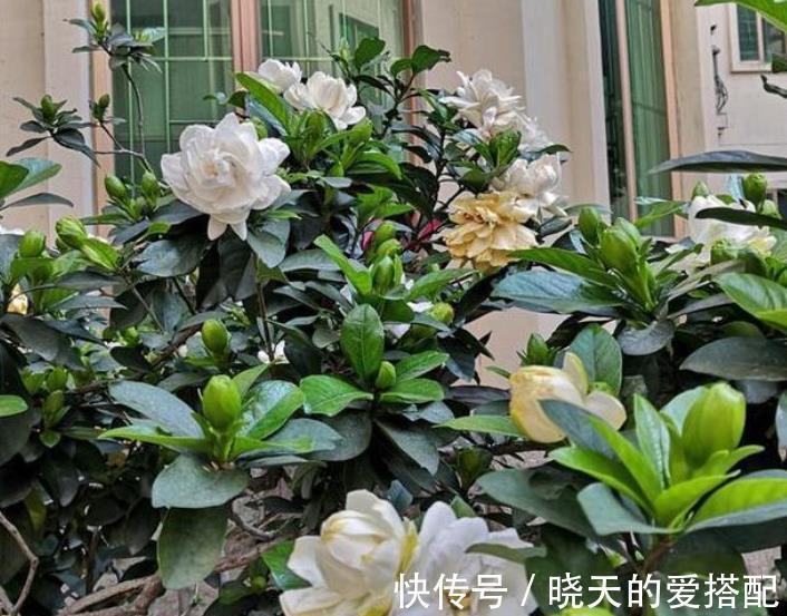 新芽|9月栀子花需要关心,“3种水”不能省,学会长新芽,清香小半年