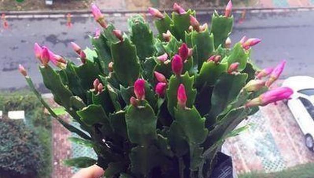 勺浇盆|春天养花不用愁,厨房里的它,取1勺浇盆里,啥花都疯长