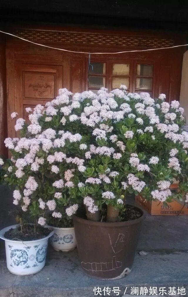 5种霸气花,个个“丑八怪”却吉利镇宅,丢在角落不管,一样爆棚