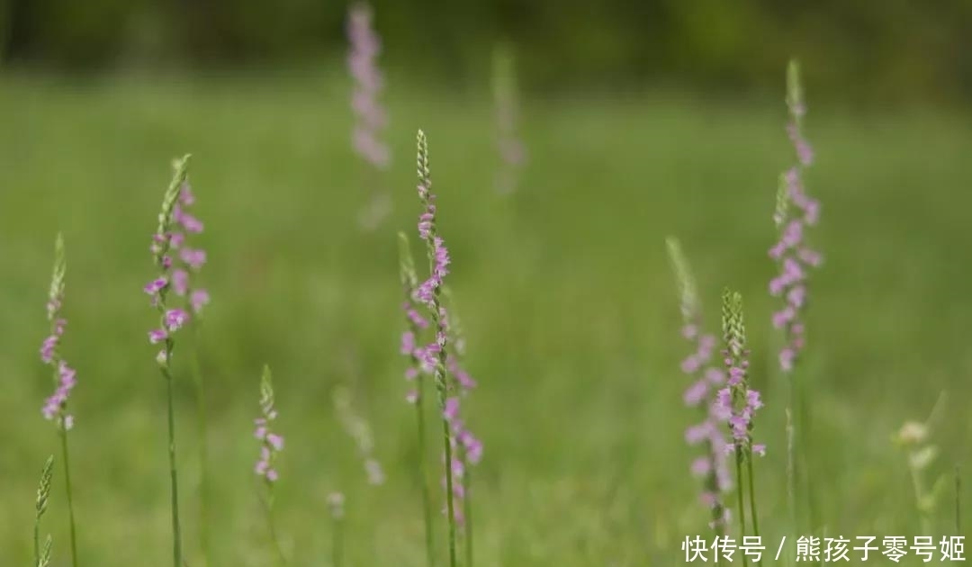 违法|此兰花却以“草”为名，药名“盘龙参”，一斤卖五六百，一摘违法