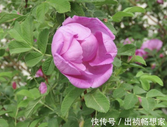 “沾土”就生根的1种花，夏天扦插2盆，9天“冒根系”，长势快