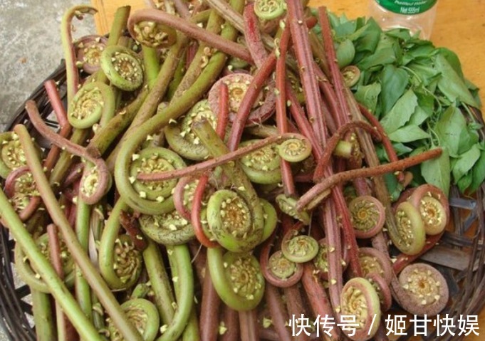 养生|农村独有的治病野菜,养生保健俩不误,城里人苦寻不得的养生菜