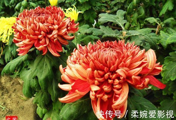 喜欢菊花,首选“菊中精品”徐妃醉妆,似秀丽妆容,美艳高雅!