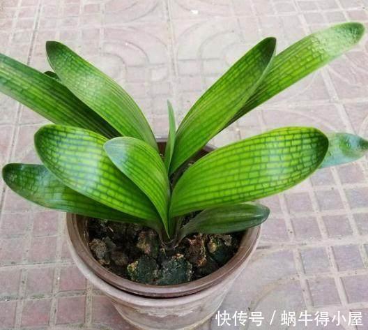 生根|养君子兰用点它,三天生根,10天就发新叶,植株健壮挺拔