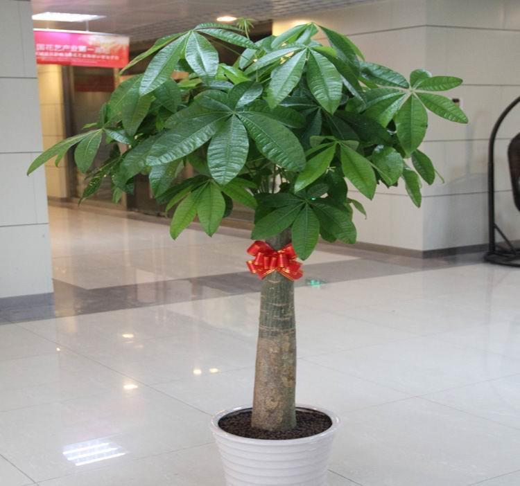 竹报平安|家中养一盆,有“灵气”的植物,油绿旺盛,招财旺家,平安,康健