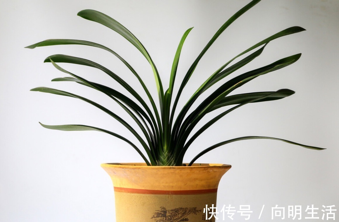 君子兰|君子兰害怕五件事,新手经常犯,难怪越养越糟糕