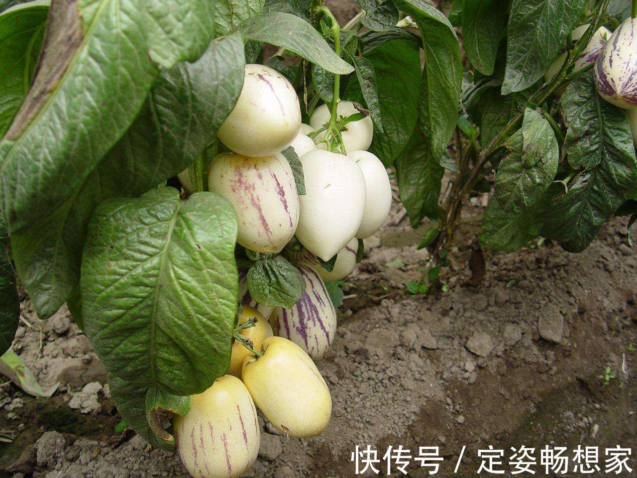 88年从新西兰引进,既是水果又是蔬菜,人称“长寿果”,吃过吗