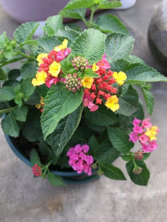 卧室里放4种花，身体越来越差！快搬到阳台去！