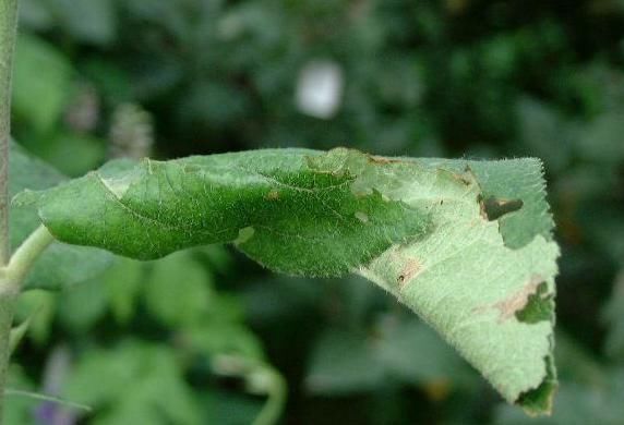 若想“海棠花”枝叶狂长、开花几十朵,有“几个套路”务必要牢记