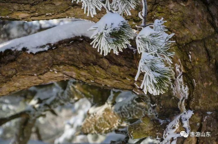 泰山银装素裹后石坞，雪松玉树赛仙境！