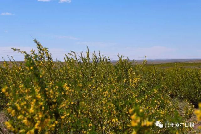 柠条|石哈河只有油菜花？那是你没见过58万亩柠条！