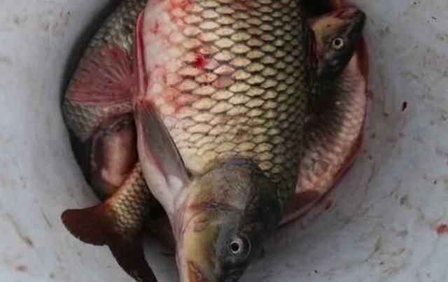黄河鲤鱼|中国“四大鱼”之一,现在几乎没有人吃,为什么人们不吃呢