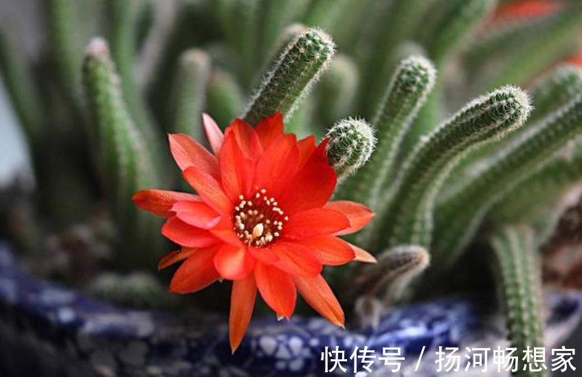 仙人掌科类|秋冬就养这“花”,越冷越爱开,比蟹爪兰还漂亮,养100盆也不多