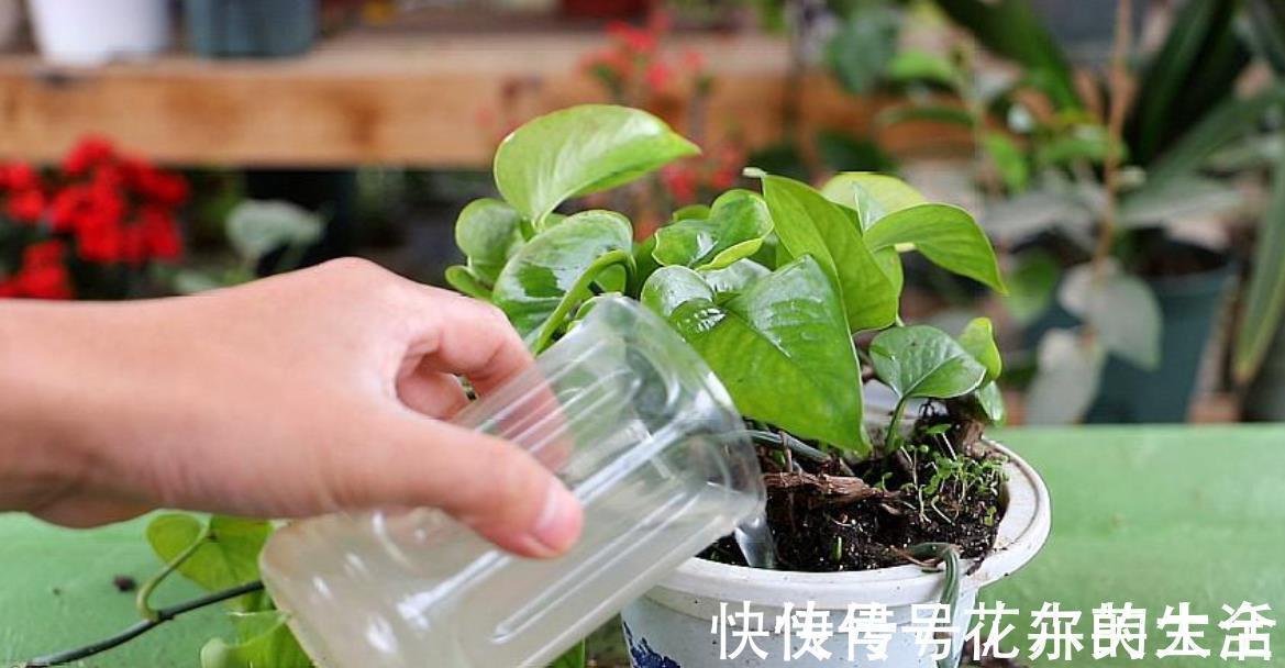 修剪|花卉养不活？5个坏习惯在作祟，不戒掉啥花都养不好，你中了几条