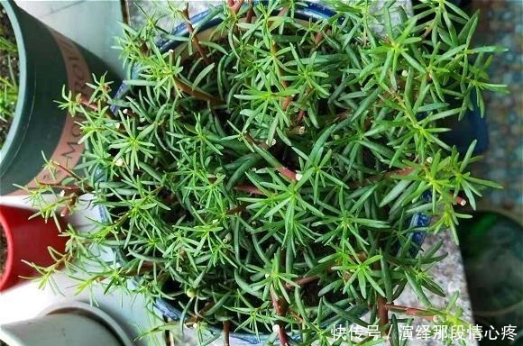 花卉|阳台再小也要养盆“它”,花开似牡丹,从春开到冬,四季有花赏!