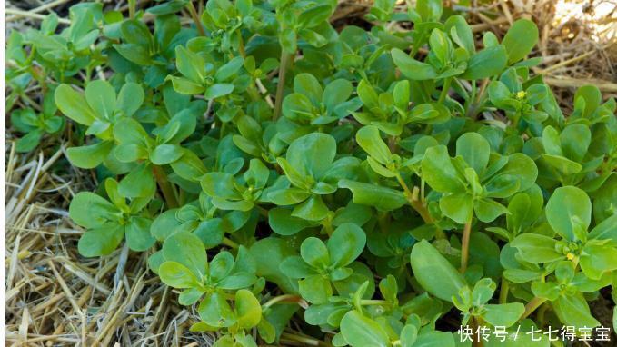 痢疾|马齿苋农民称“长寿菜”，药用价值太大了，好多人不知道也不认识
