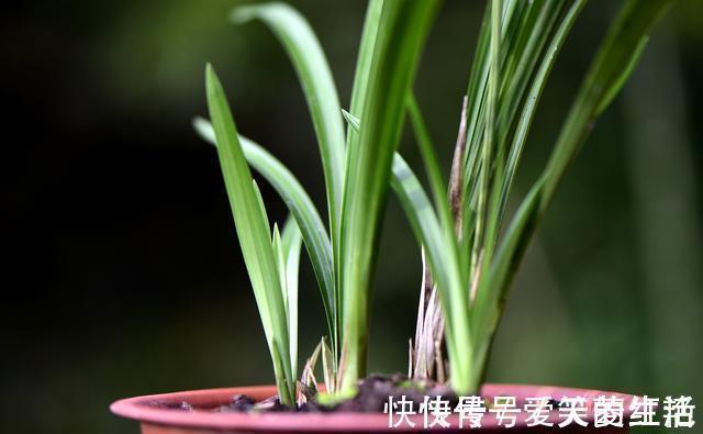 兰株|兰花弱苗复壮，仅仅是施肥吗？主要的技巧有这几点