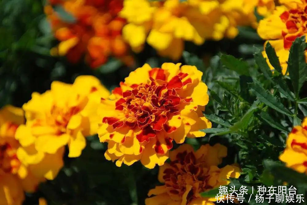 植株|万寿菊越黄越娇艳、越大越吉祥，栽种1个月，伴你一夏季！