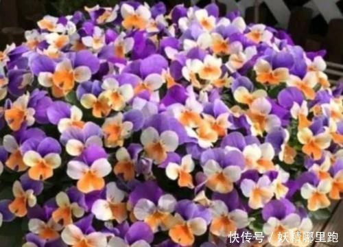 松叶牡丹|养花就养4种花,好养易活花量大,家里变花海,邻居都羡慕!