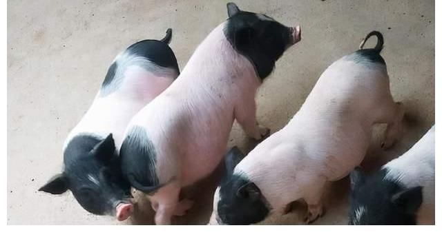 香猪|香猪猪瘟的病因剖检变化及诊断