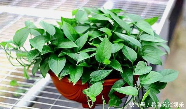 养绿萝,别忘加点这种“料”,叶片不黄,新芽猛窜,一个月就爆盆