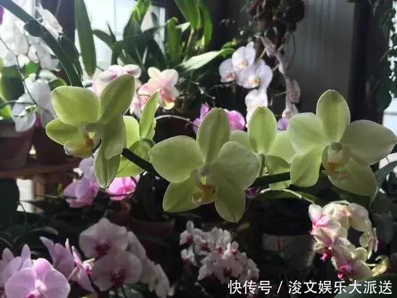 浸盆法|养花圈子中,1种花公认“不好养”,能养好的都是大神!