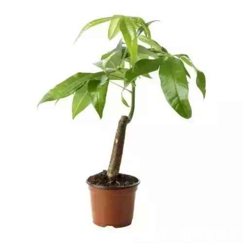 发财树叶子落光快死了别担心，只要简单几招就能生机勃勃