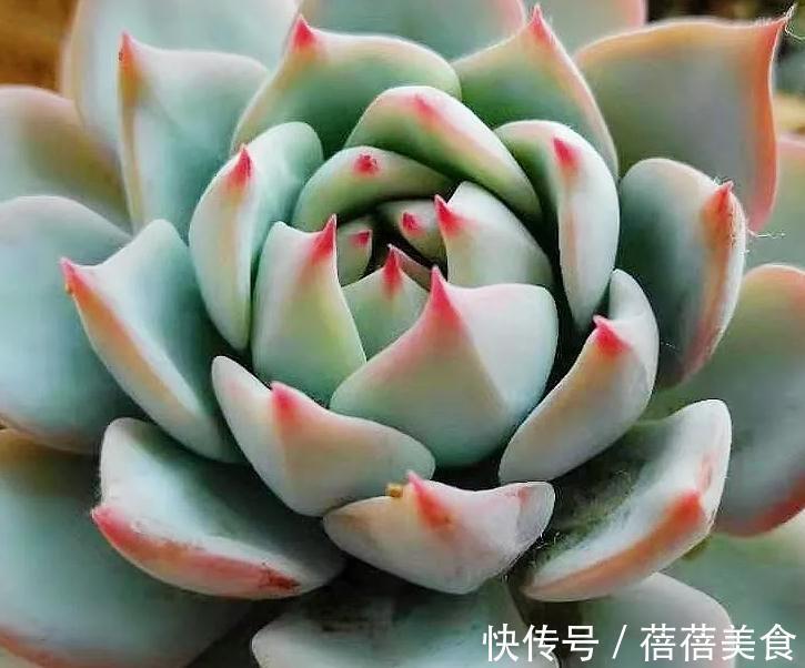 温差越大多肉状态越好,关于这点,你需要了解其中的B面