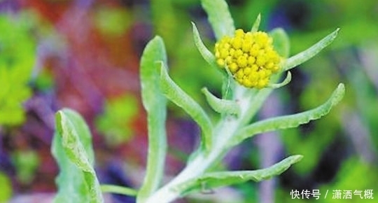 农村这种植物是难得的中草药，有降血压、降尿酸的疗效，你认识吗