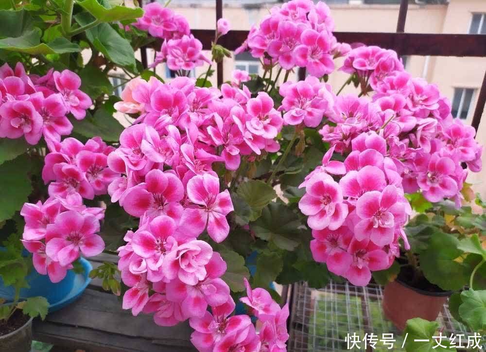 初夏扦插“4种花”,一周生根沾土就活,很快就有花儿欣赏了