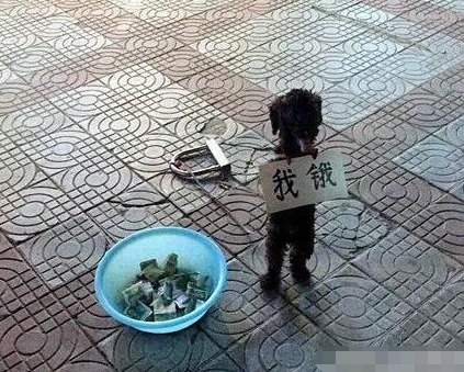 |搞笑图片幽默段子笑话用西瓜皮来盛饺子啊,也是有想法哦