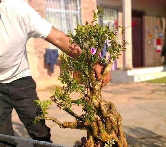 野外一种“脱皮木桩”称为“富贵之木”,养成盆栽,价格让人窃喜!