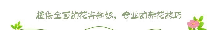 小花|家里气味难闻,养3种绿植错不了,家里一整天都香喷喷