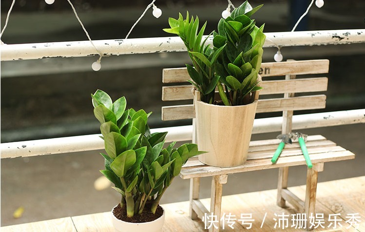 不知道金钱树有3怕2喜,只会越养越差,枝叶稀疏、不长新芽