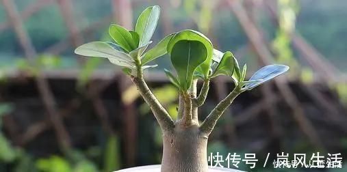 大肚子|这三种花很高冷，你不理它才会开花旺，太关注反而不开花